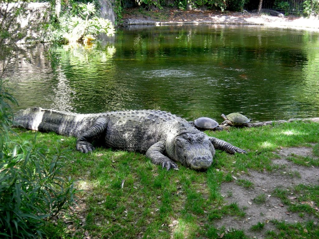 Busch Gardens Tampa Bay