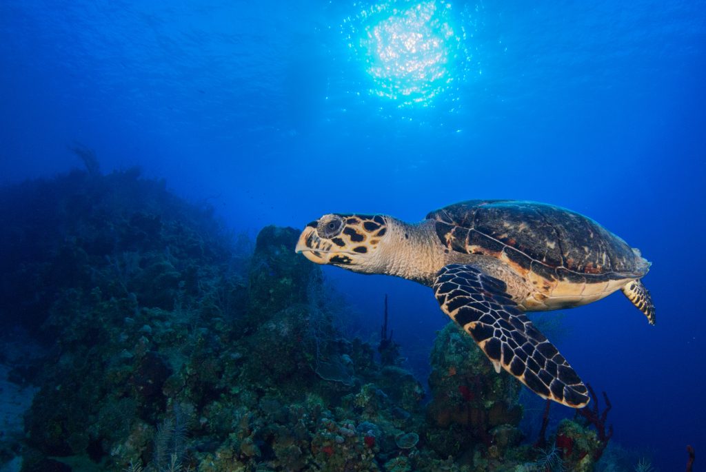 Cayman Island Sea Turtle