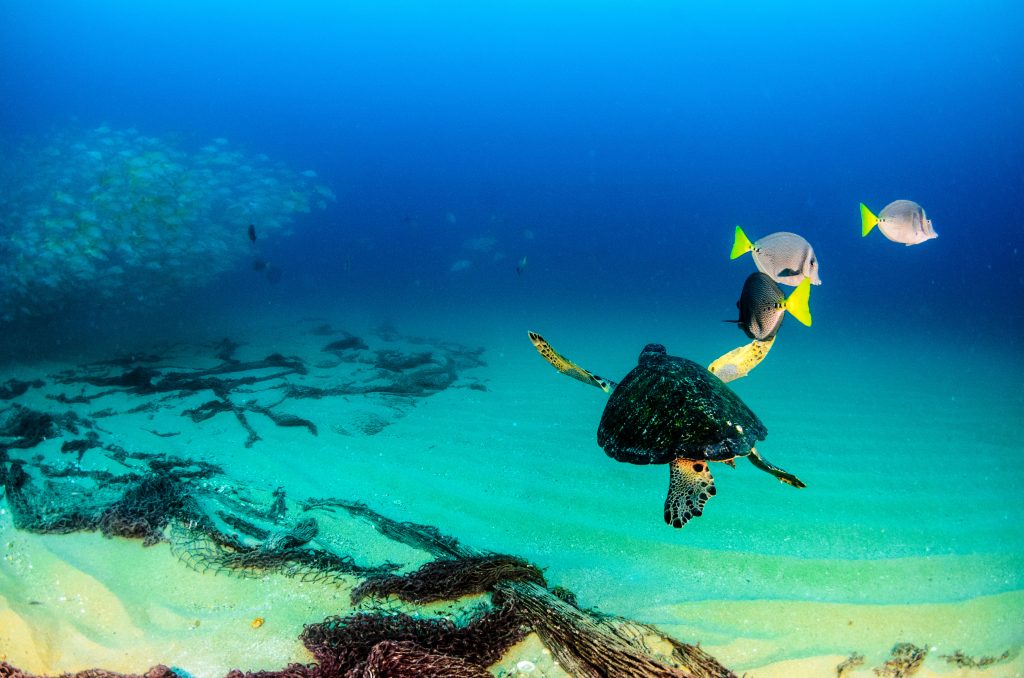 View sea life in a Cozumel submarine tour