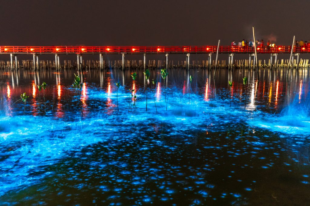 Bioluminescent Bay