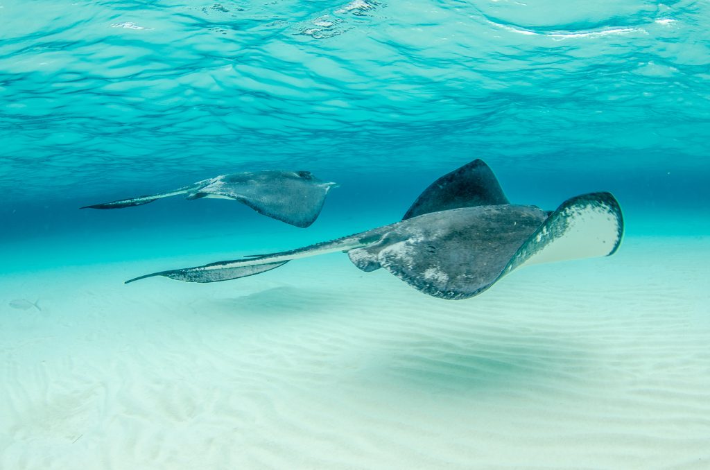 Cayman Islands Stingray City