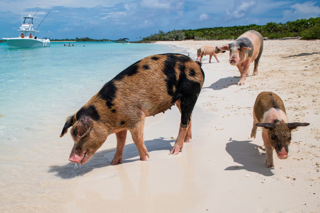 Pigs on the beach in the Bahamas